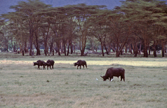 Syncerus caffer caffer