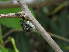 Antiteuchus mixtus