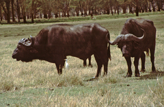 Syncerus caffer caffer