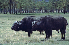 Syncerus caffer caffer