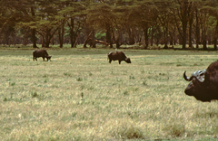 Syncerus caffer caffer