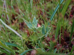 Acmispon parviflorus