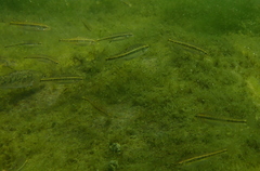 Phoxinus septimaniae