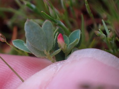 Acmispon parviflorus