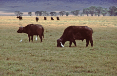 Syncerus caffer caffer