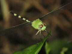 Erythemis vesiculosa