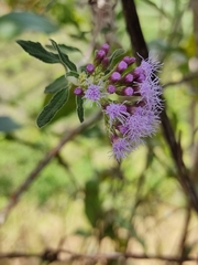 Chromolaena odorata