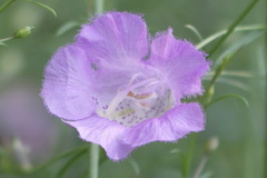 Agalinis strictifolia
