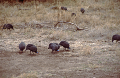 Numida meleagris reichenowi