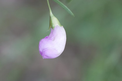 Agalinis strictifolia