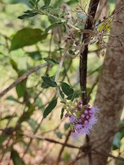 Chromolaena odorata