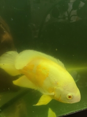 Astronotus