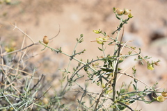 Scutellaria mexicana