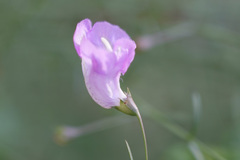 Agalinis strictifolia