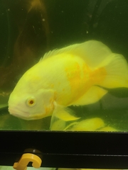 Astronotus