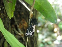 Xanthopastis timais
