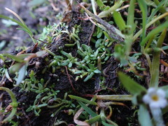 Callitriche marginata