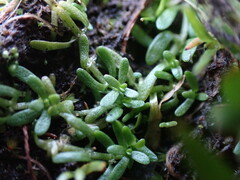 Callitriche marginata