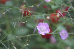 Agalinis strictifolia