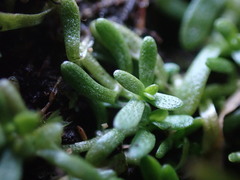 Callitriche marginata