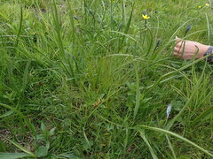 Perideridia gairdneri