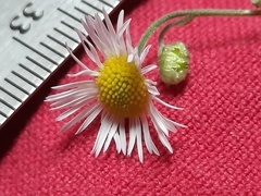 Erigeron