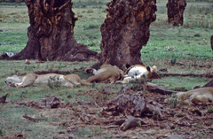 Panthera leo melanochaita