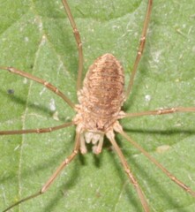 Phalangiinae