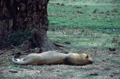 Panthera leo melanochaita