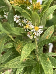 Symphyotrichum firmum