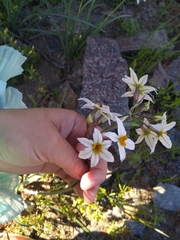 Leucocoryne coronata