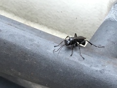 Pompilidae
