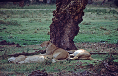 Panthera leo melanochaita