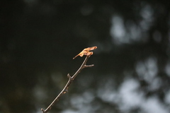 Libellula semifasciata