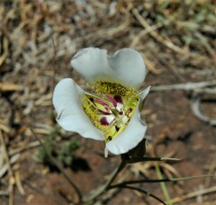 Calochortus ambiguus