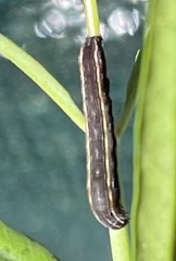 Spodoptera praefica