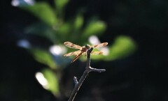 Libellula semifasciata