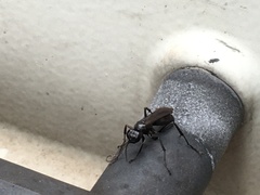 Pompilidae