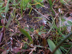 Trifolium variegatum