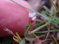 Trifolium variegatum