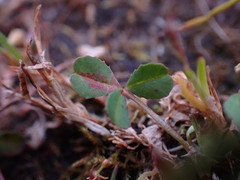 Trifolium variegatum