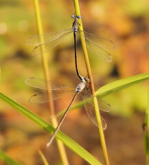 Lestes congener