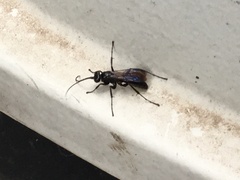 Pompilidae