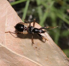 Himacerus mirmicoides