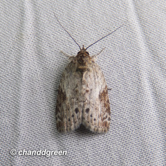 Nycteola sinuosa