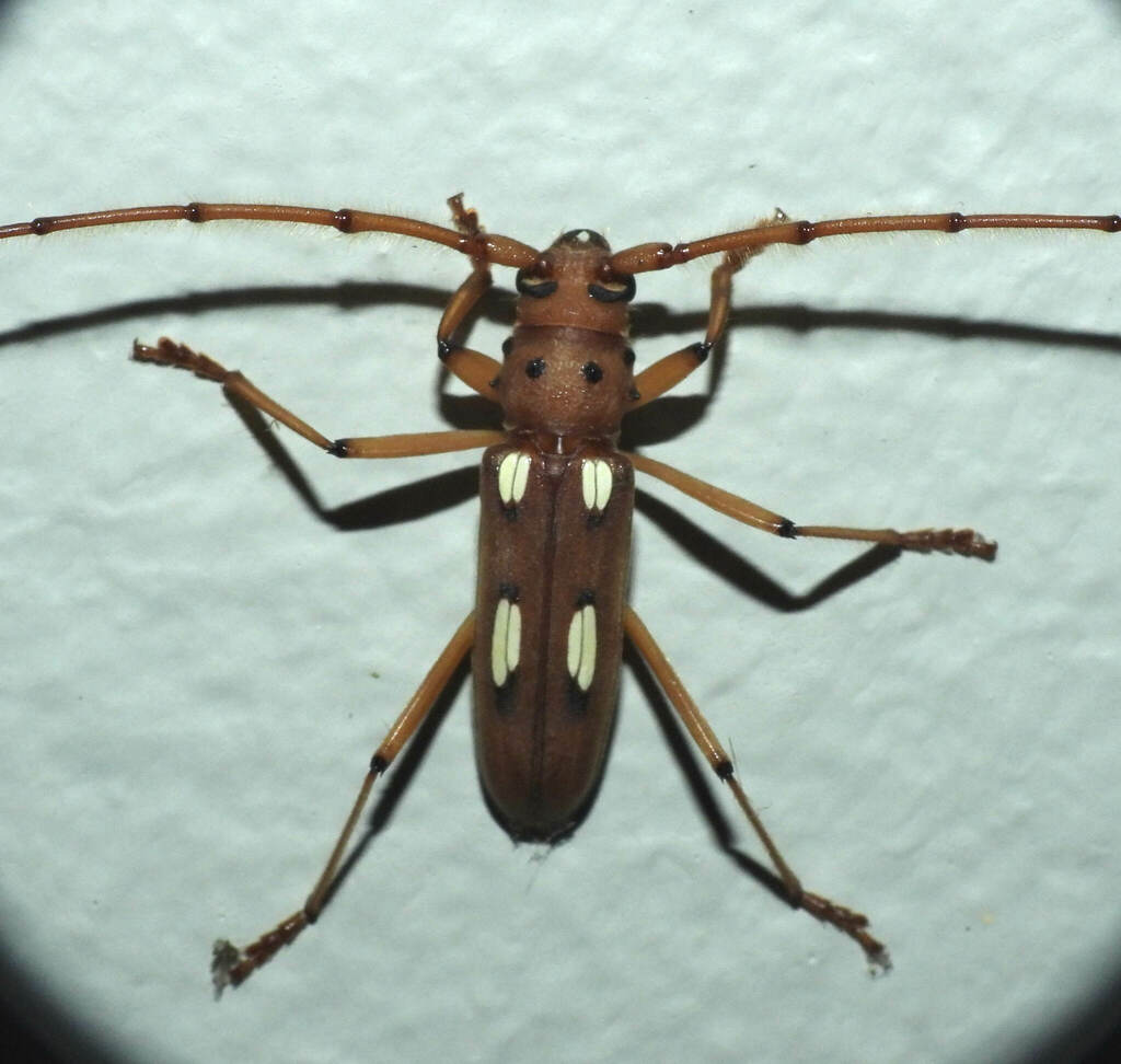 Pantomallus tristis
