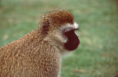 Chlorocebus pygerythrus hilgerti