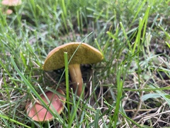 Aureoboletus auriporus