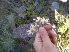 Leucocoryne coronata