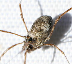 Platybuninae